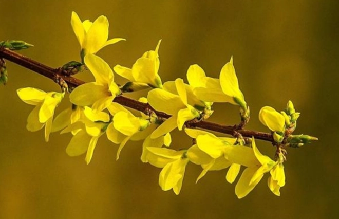 連翹花語應用