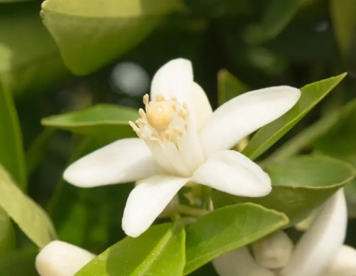 橙花精油 橙花精油