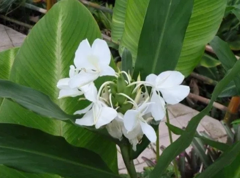 野薑花照顧 野薑花照顧