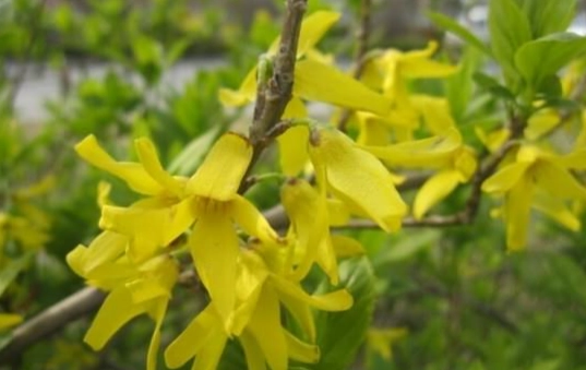 花葉連翹 養護 花葉連翹 養護