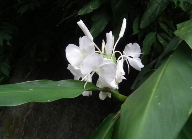 野薑花照顧 野薑花照顧