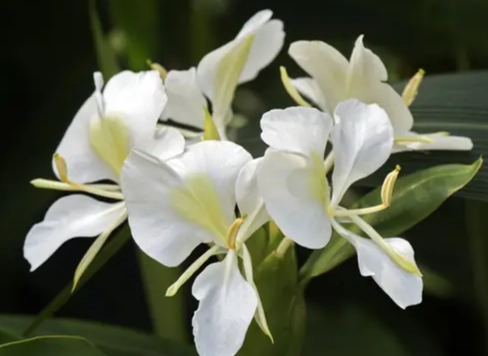 野薑花盆栽照顧 野薑花盆栽照顧