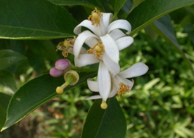 檸檬花使用方法