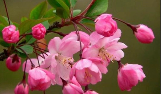 海棠花種類 海棠花種類