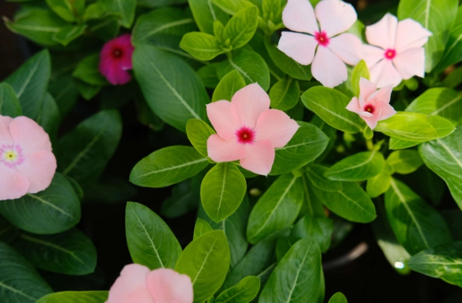 長春花養護技巧