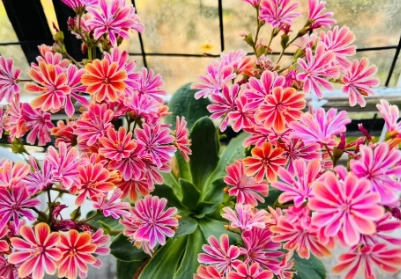 露薇花渡夏方法