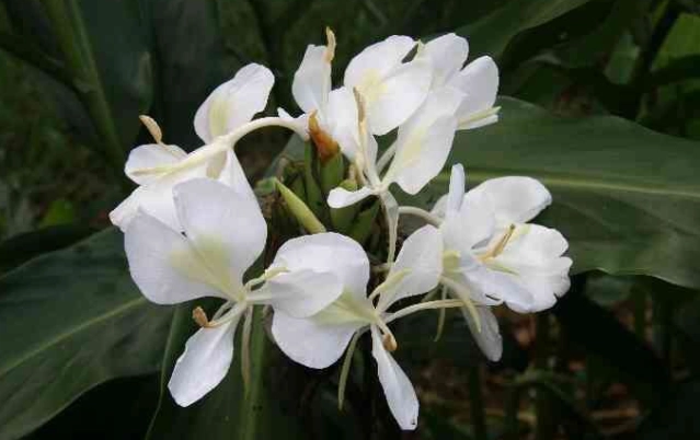 野薑花開花時間