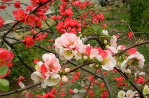 海棠花養護 海棠花養護