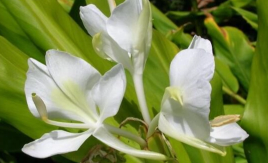 野薑花盆栽問題 野薑花盆栽問題