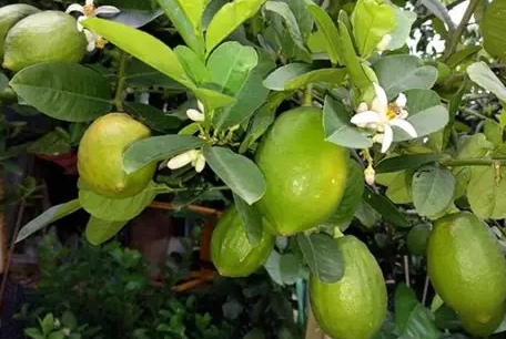 檸檬樹照顧 檸檬樹照顧