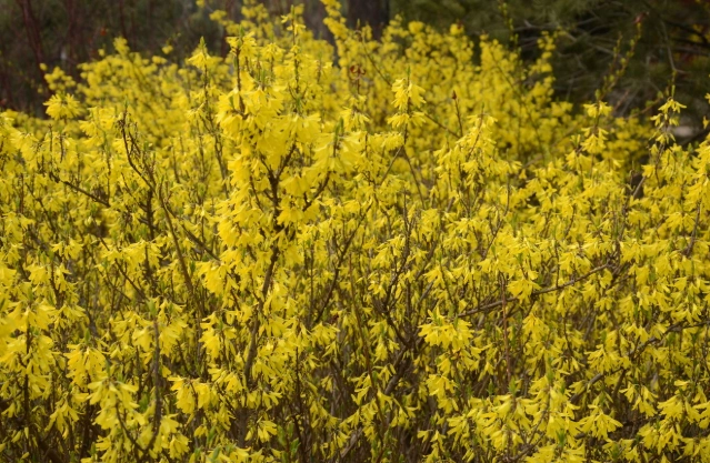 花葉連翹 養護 花葉連翹 養護