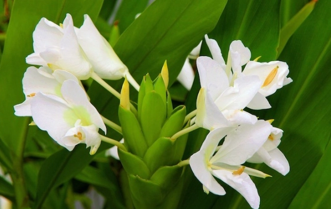 野薑花開花後護理