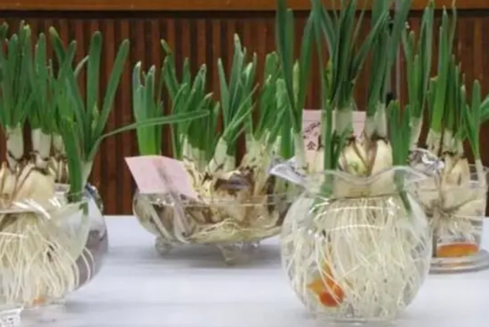 水仙花種子繁殖 水仙花種子繁殖