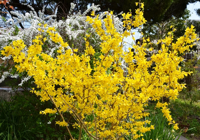 花葉連翹 功效 花葉連翹 功效