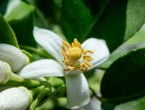 檸檬開花時間 檸檬開花時間