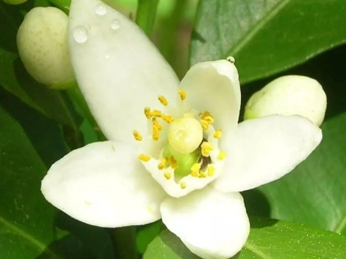 橙花護膚 橙花護膚