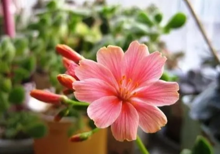 露薇花修剪方法