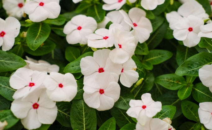 长春花养护技巧