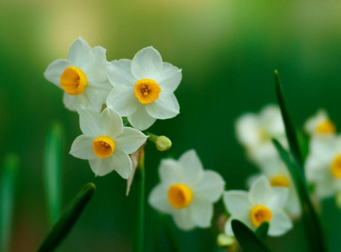 水仙花毒性問題