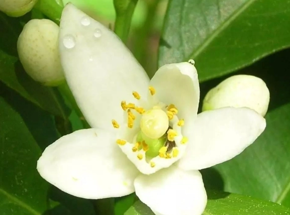 橙花應用 橙花應用