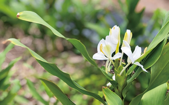 野薑花開花時間