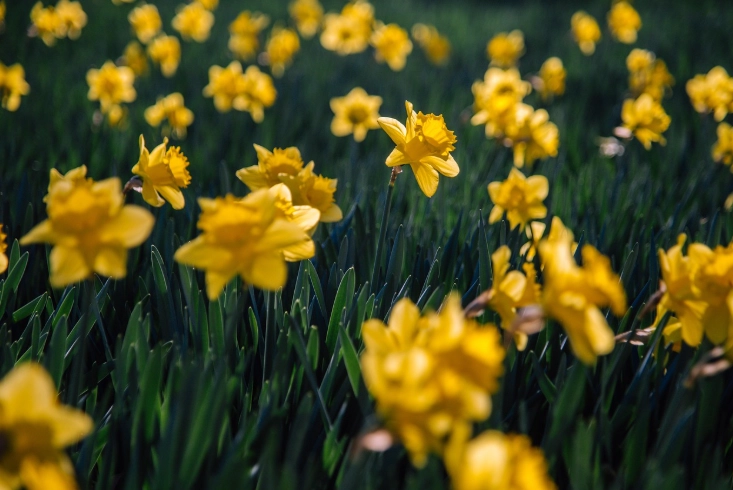 水仙花花期 水仙花花期