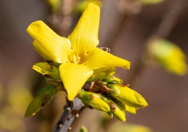 台灣連翹花功效