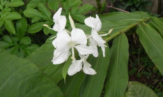 野薑花盆栽照顧 野薑花盆栽照顧