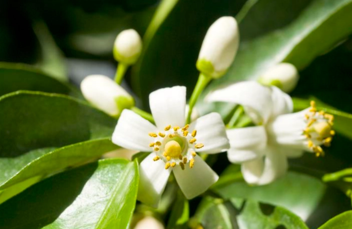 橙花象征 橙花象征