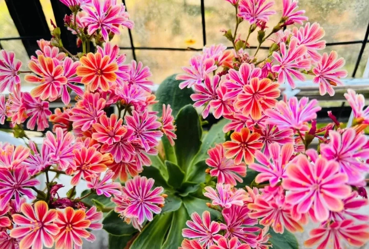 露薇花多肉養護