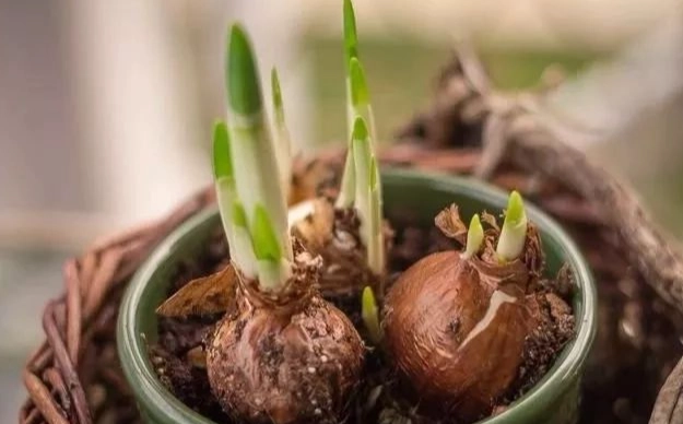 水仙花分球繁殖 水仙花分球繁殖