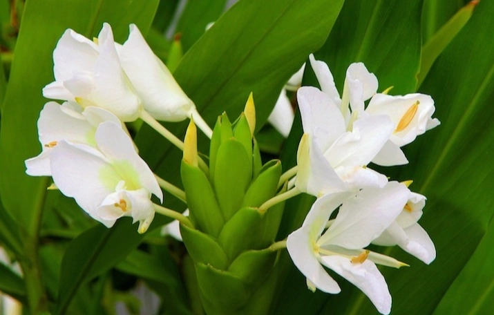 野薑花修剪方法 野薑花修剪方法