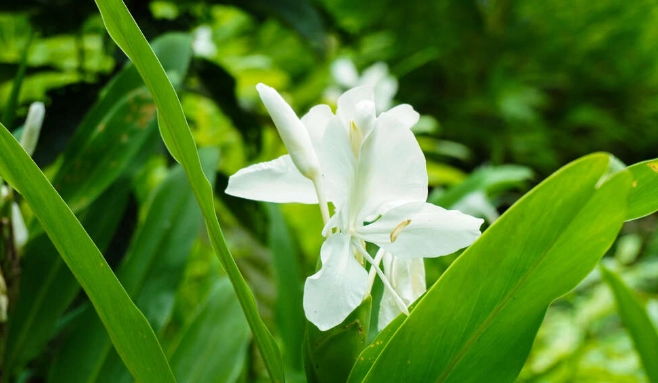 水種野薑花技巧 水種野薑花技巧