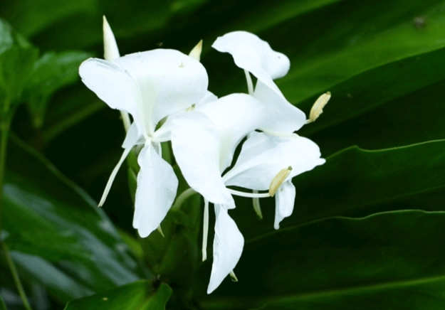 野薑花繁殖技巧
