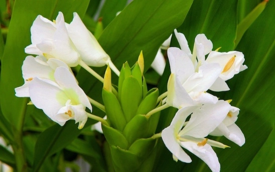 野薑花盆栽照顧 野薑花盆栽照顧