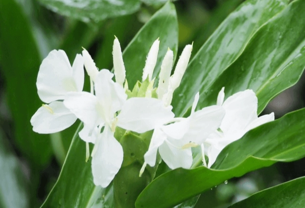 野薑花種植指南 野薑花種植指南