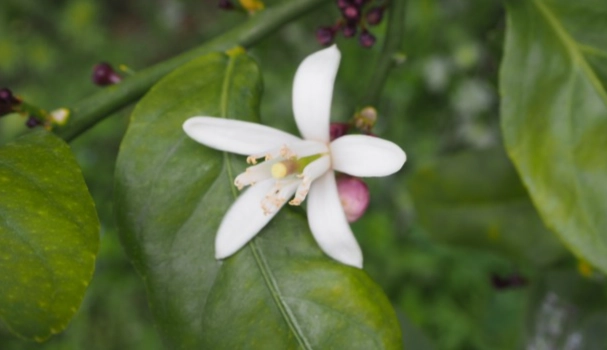 檸檬花種植