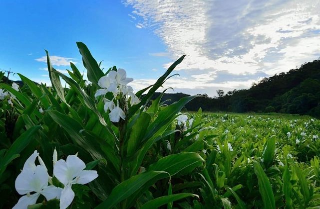 野薑花修剪方法