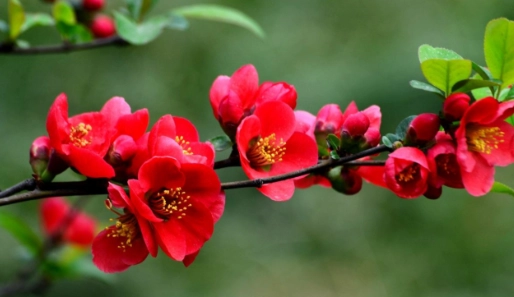 海棠花種植