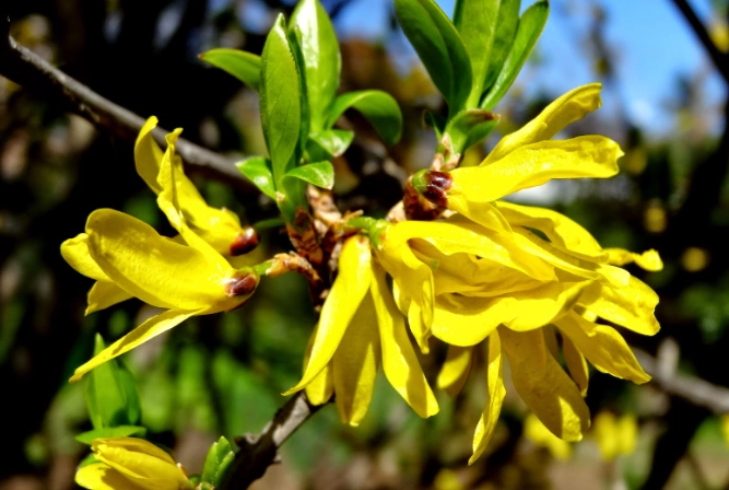 台灣連翹花種植