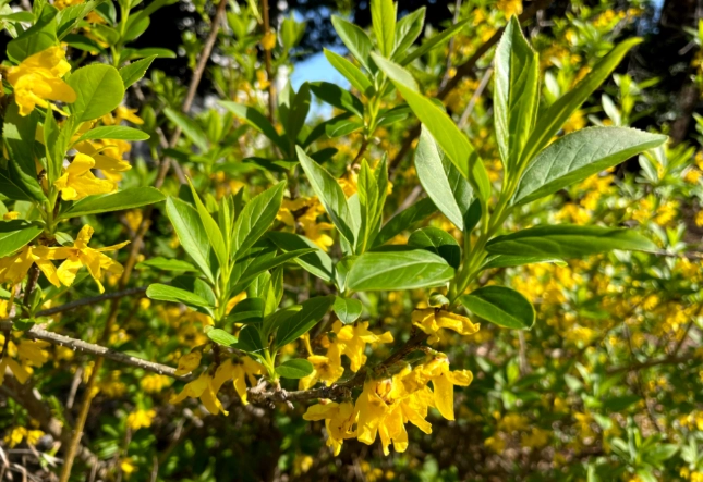 花葉連翹 種植 花葉連翹 種植
