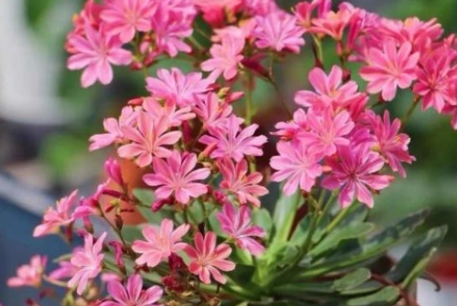 露薇花修剪方法