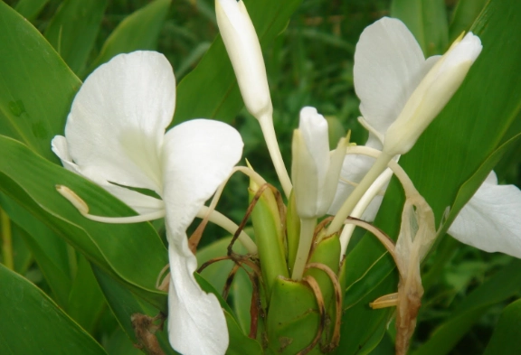 野薑花栽培 野薑花栽培
