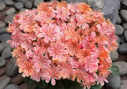 露薇花病害防治