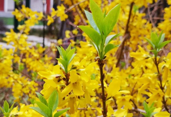 迎春花與連翹區別