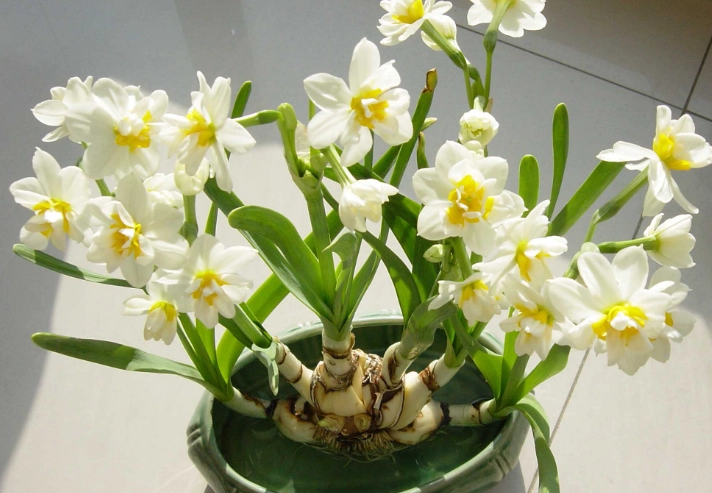 水仙花繁殖方法 水仙花繁殖方法