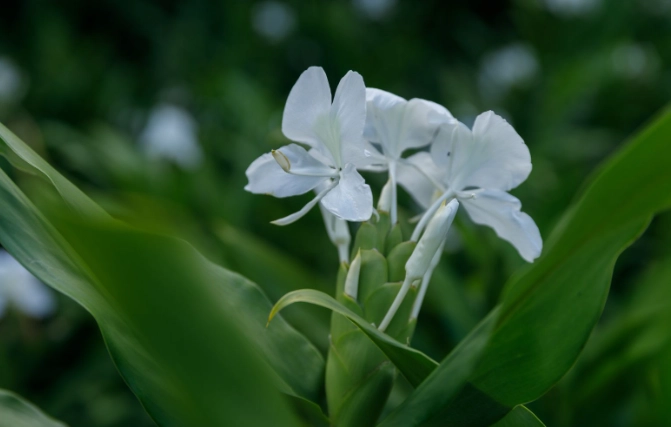 野薑花水培方法 野薑花水培方法