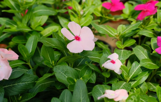 長春花種植方法