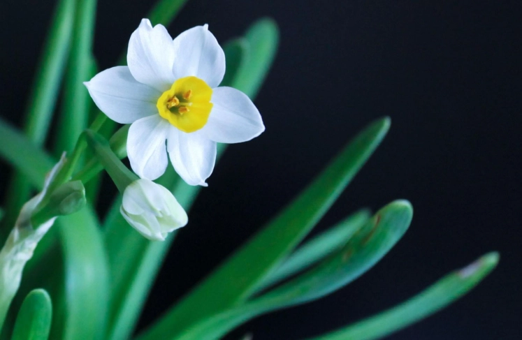 水仙花開花時間