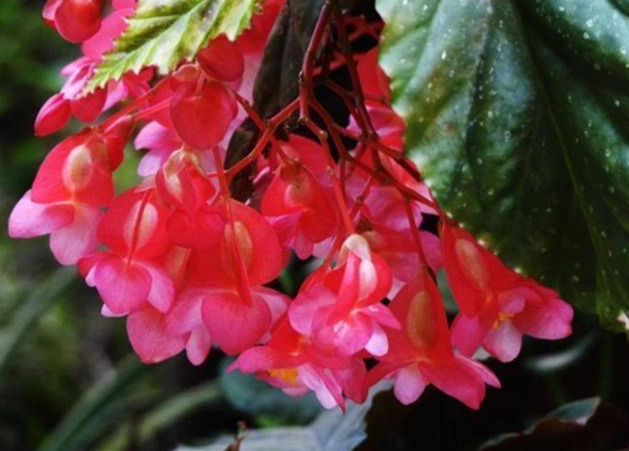 秋海棠花照顧